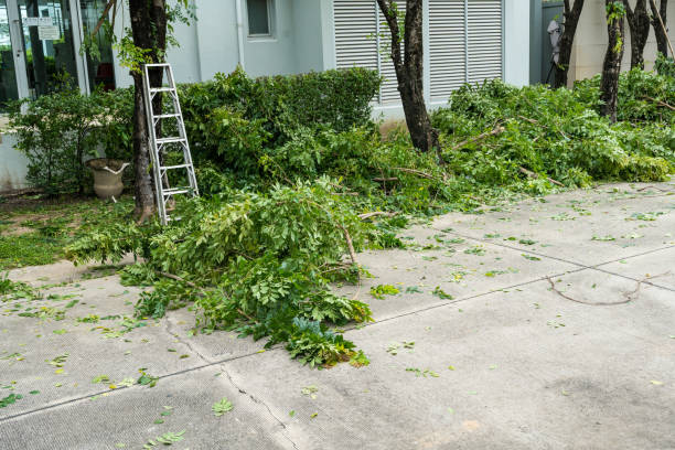 The Steps Involved in Our Tree Care Process in Zebulon, GA